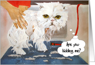 Sympathy Pathetic Persian Cat : Bad Day card