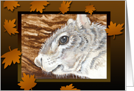 Squirrel Animal Card