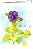 I’m Sorry Apology Purple Pansy Flower Watercolor Painting card