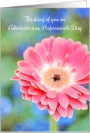 Administrative Professionals Day Thinking of You Pink Gerbera Daisy card