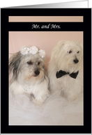 Just Married Announcement -- Mr. & Mrs. card