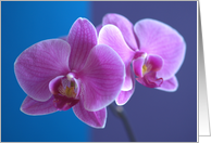 Friend Birthday Orchid card