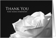 Sympathy Thank You White Rose card