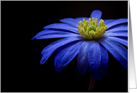 Blue Flower - Blank card