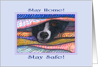 Stay Home! Stay Safe! Border Collie Dog in the Airing Cupboard card