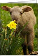 Easter Lamb with Narcissis Religious card