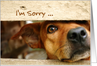 Im Sorry Dog Looking Through Wooden Fence Apology card