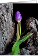 Purple Tulip On Driftwood With Raindrops for Sympathy card