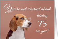 Happy 75th birthday, worried beagle card