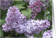 Lilacs and leaves card
