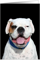 White Boxer Dog card
