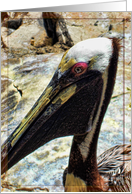Pelican Times card