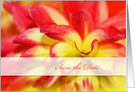 Save the date, beautiful red& yellow dahlia close up card