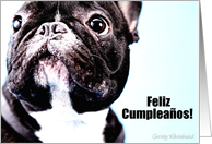 Feliz Cumpleanos (French Bulldog) card