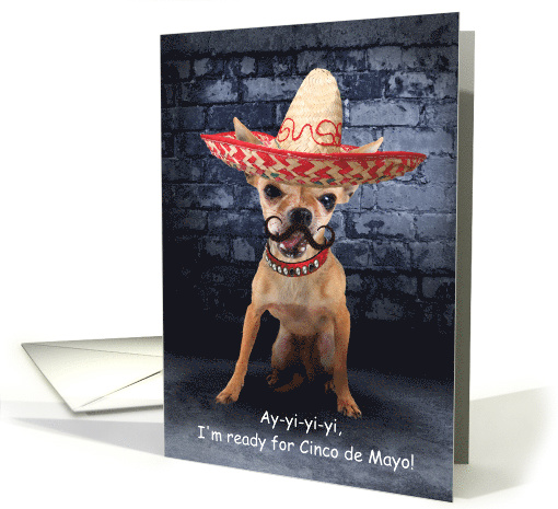 Funny Cinco de Mayo Chihuahua in a Sombrero card (1198090)