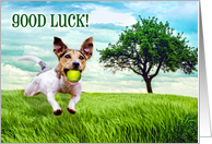 Good Luck Jack Russel Terrier Fetch card
