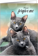 Apology for Cat Lover Two Gray Cats Please Forgive Me card