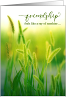 Friendship Feels Like a Ray of Sunshine Summer Grasses card