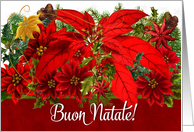 Italian Language - Christmas Poinsettias - Buon Natale! card