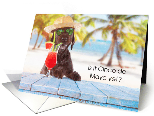 Cinco de Mayo, Dog, Drink, Hat card (1504936)