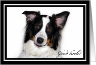 Australian Shepherd Good Luck! card