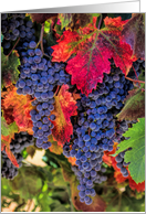 Blank Wine Grape Fall Vineyard, Autumn Colors Pretty Blank Wine Country card