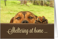 Cute Puppy Sheltering at Home Looking Over Fence Corona Virus card