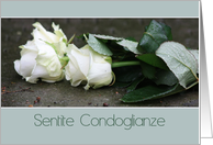 Italian Sympathy White Roses card