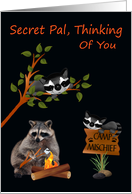 Thinking Of You, Secret Pal, At Summer Camp, raccoon with bonfire card
