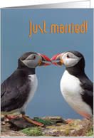 Just married, two funny puffins card