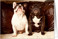 Friendship, Brindle and Pied French Bulldog card