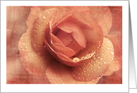 Blank note card with vintage peach rose, dewdrops and textures card