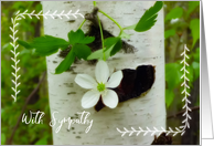 Sympathy Flower and Birch Tree Card