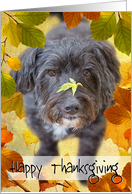 Humorous Thanksgiving Card - Dog with Leaf on Nose card