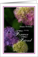 Happy Birthday Forever Friend, Pretty Hydrangia Card