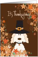 Thanksgiving, Dog in Pilgrim Hat, Clusters of Fall Leaves & Flowers card