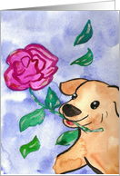 Dog and a rose Card