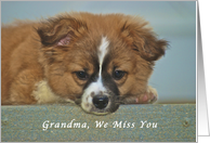 We Miss You Grandma, Cute Puppy with Lonely Looking Eyes card