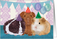 Guinea Pigs in Birthday Hats, Birthday Party Invitation card