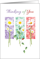 Thinking of You, Blank, - 3 Long Stem Daisies on Color Panels card