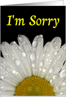 I’m Sorry -Montauk Daisy Dew on Petals card