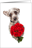 Apology Card With Cute Dog Delivering Roses card