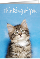 Little fluffy kitten Thinking of You card
