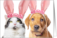 Happy Easter Cute Cat and Puppy in Bunny Ears Humor card