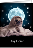 Pug In Blanket with Starry Sky COVID 19 Humor card